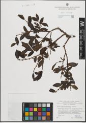 Foto von Salix mielichhoferi Saut.
